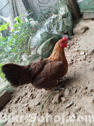 বড় সাইজের ৫ পিস দেশী মুরগি বিক্রি হবে